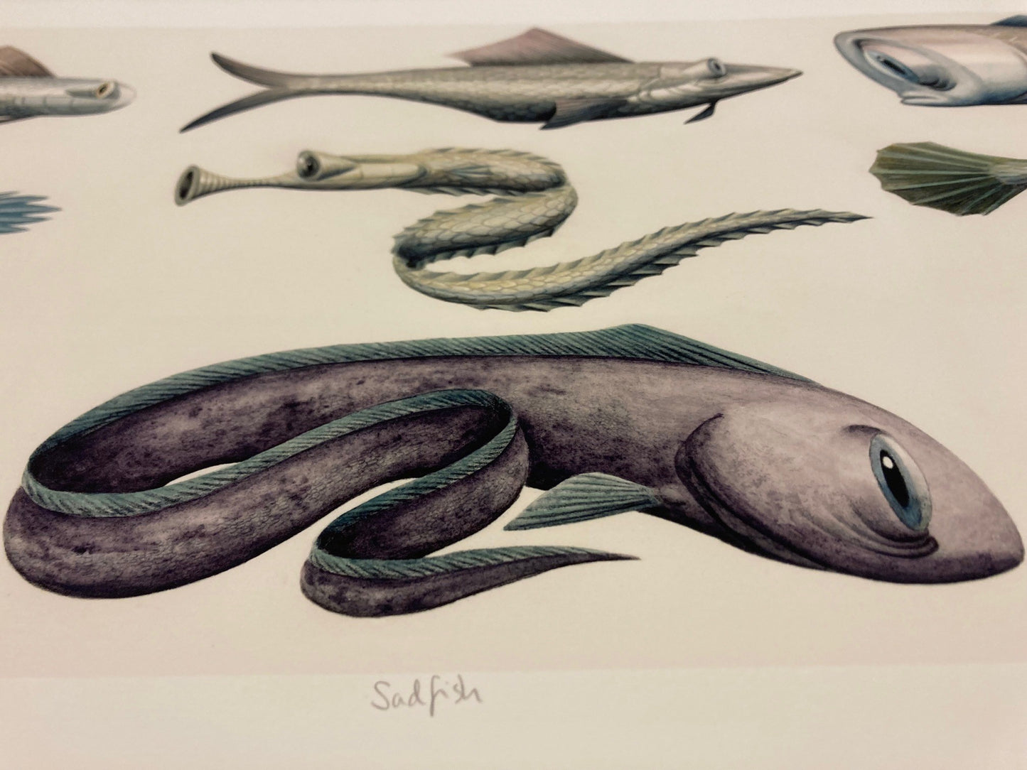 Tuva Synnevåg: Sadfish