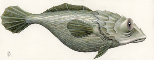 Tuva Synnevåg: Sadfish ORIGINALTEGNING